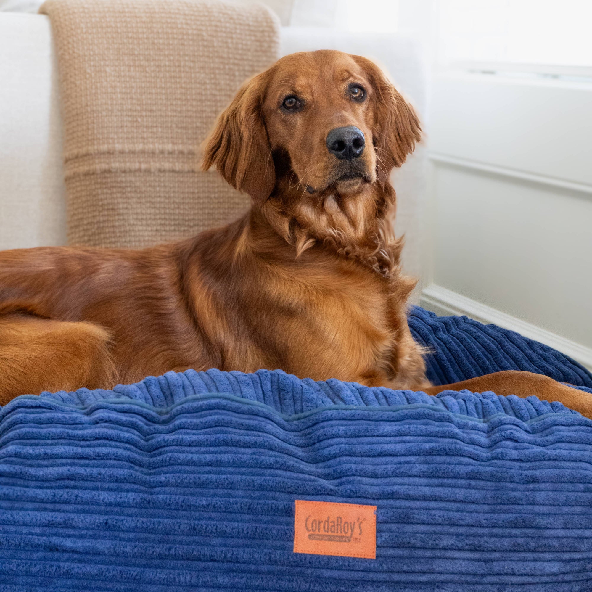 CordaRoys 40-Inch Waterproof Terry Corduroy Dog Bed