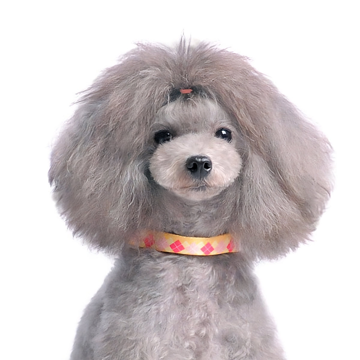 DOGO Contempo Dog Collar