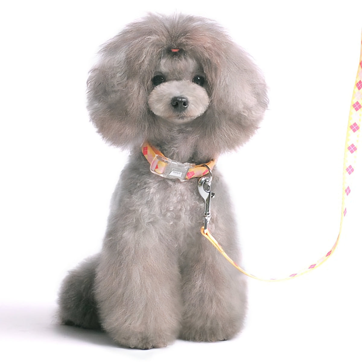 DOGO Contempo Dog Collar