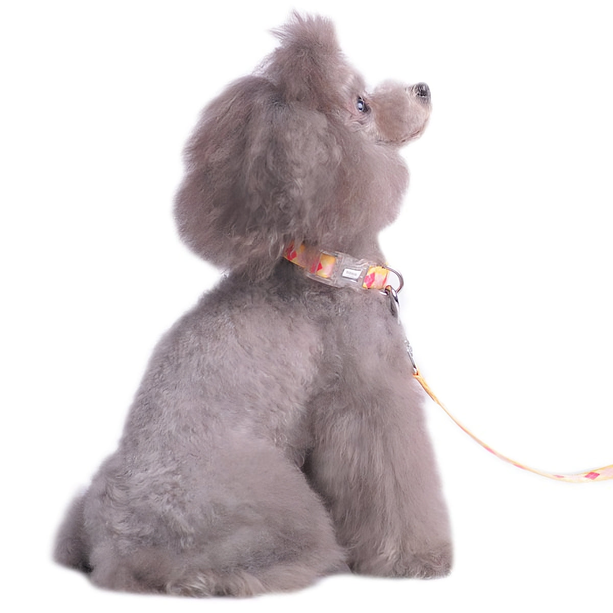 DOGO Contempo Dog Collar