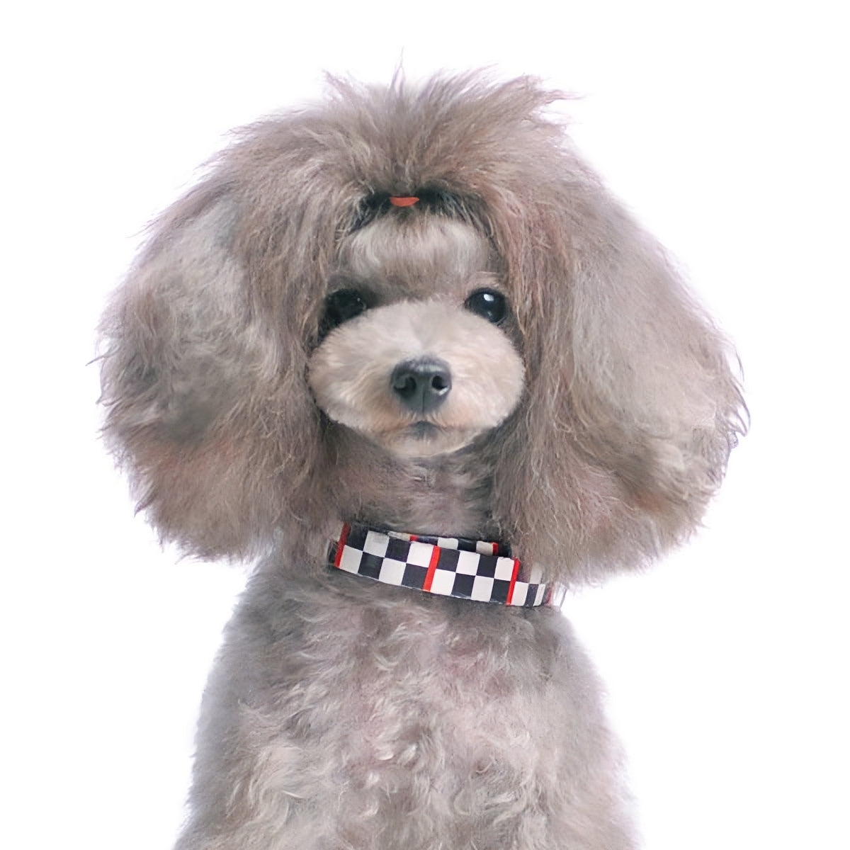 DOGO Contempo Dog Collar