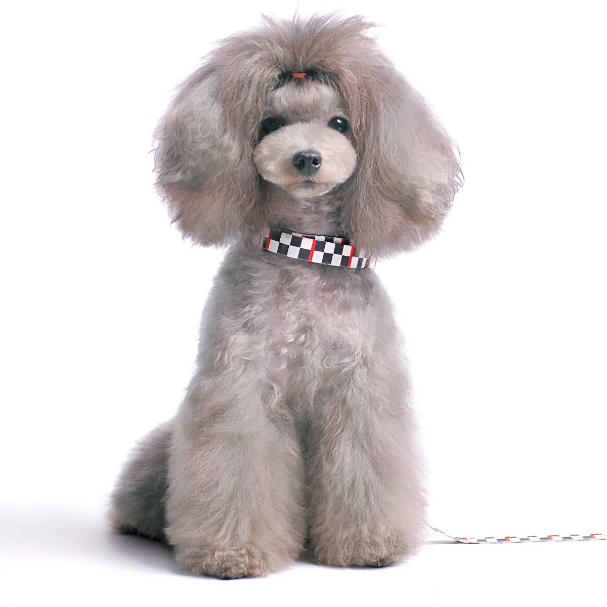 DOGO Contempo Dog Collar