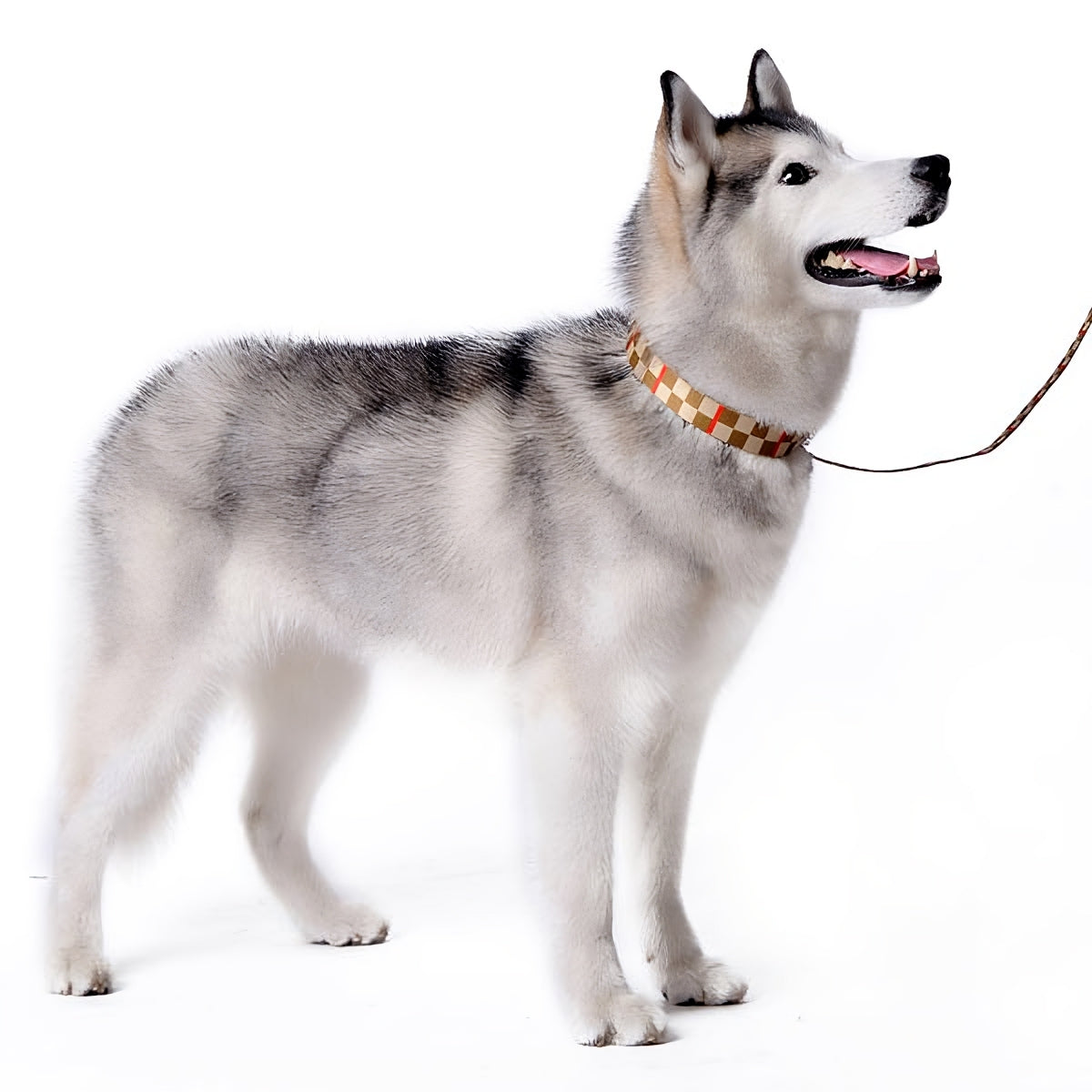 DOGO Contempo Dog Collar