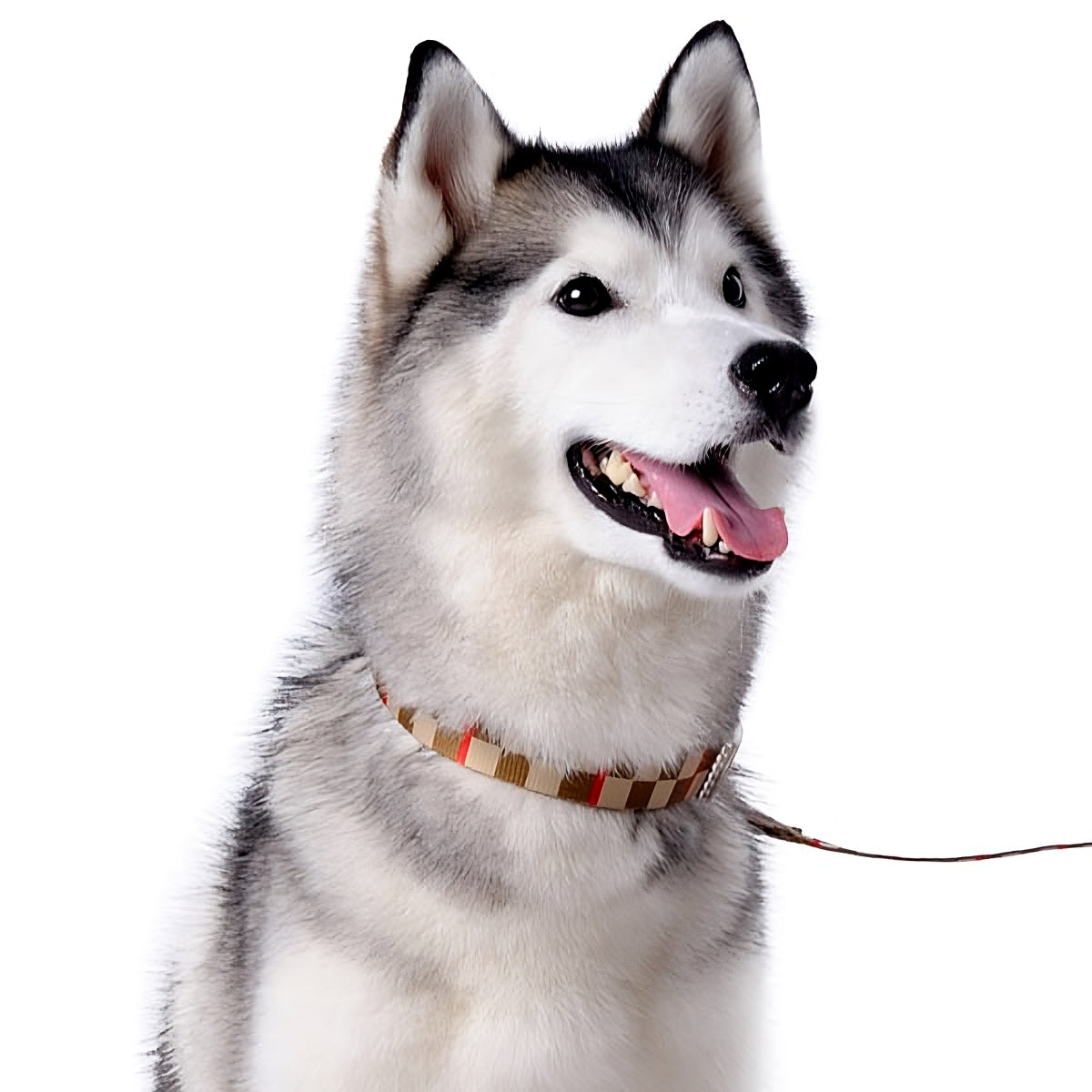 DOGO Contempo Dog Collar