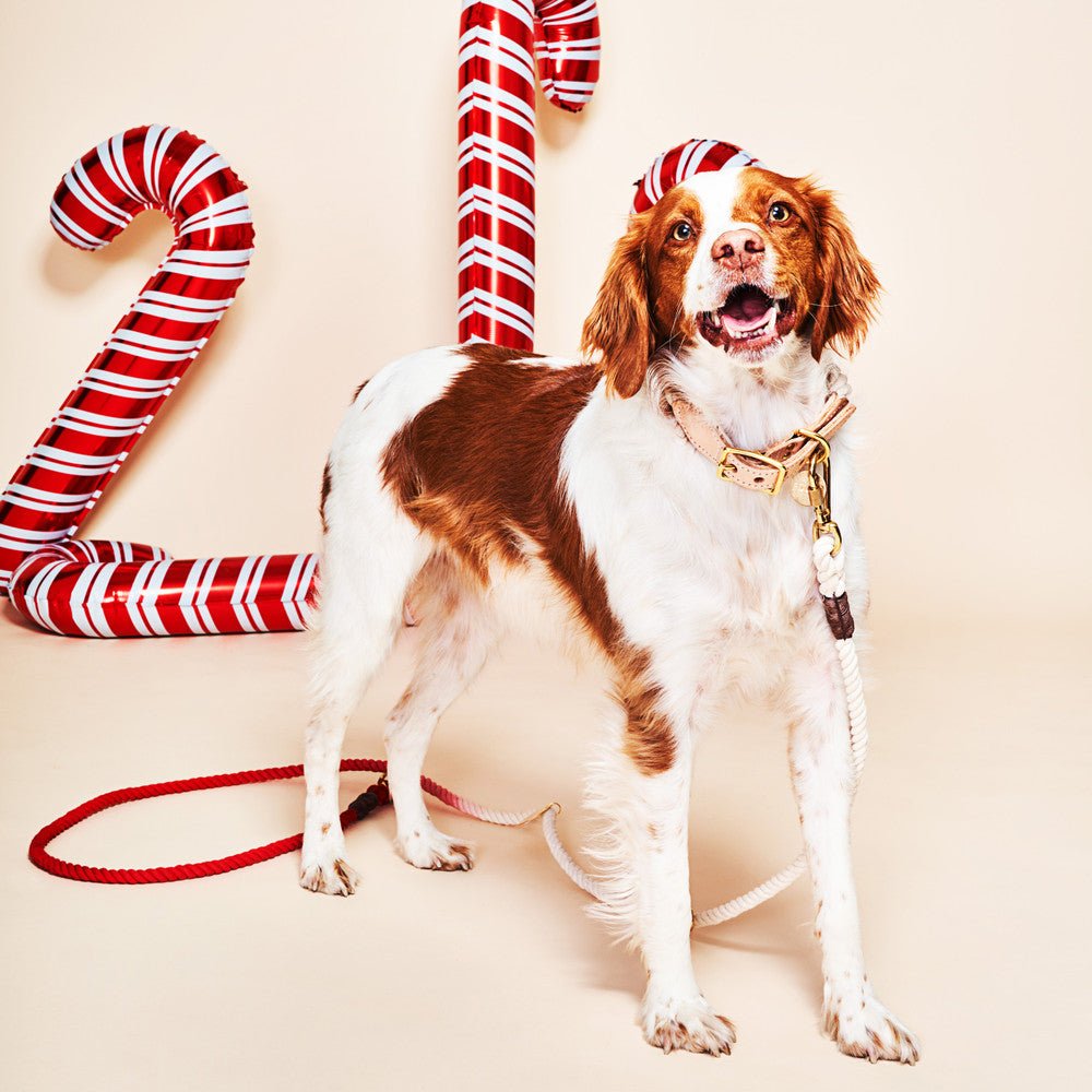 Coral Ombre Cotton Rope Dog Leash by Found My Animal | Adjustable & Handcrafted