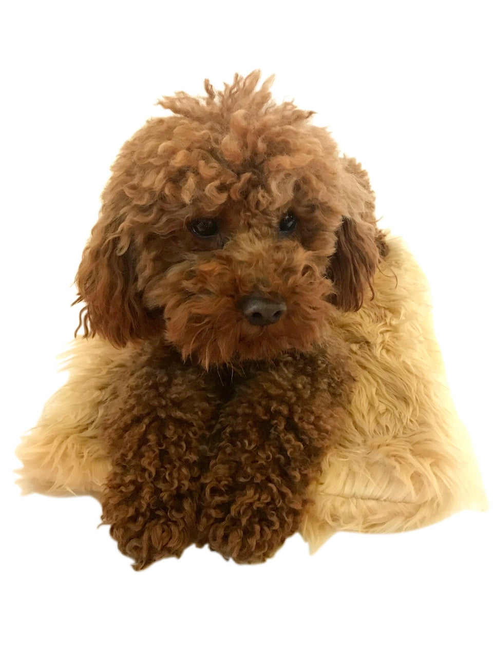 Crate Liner, Caramel Shag Plush