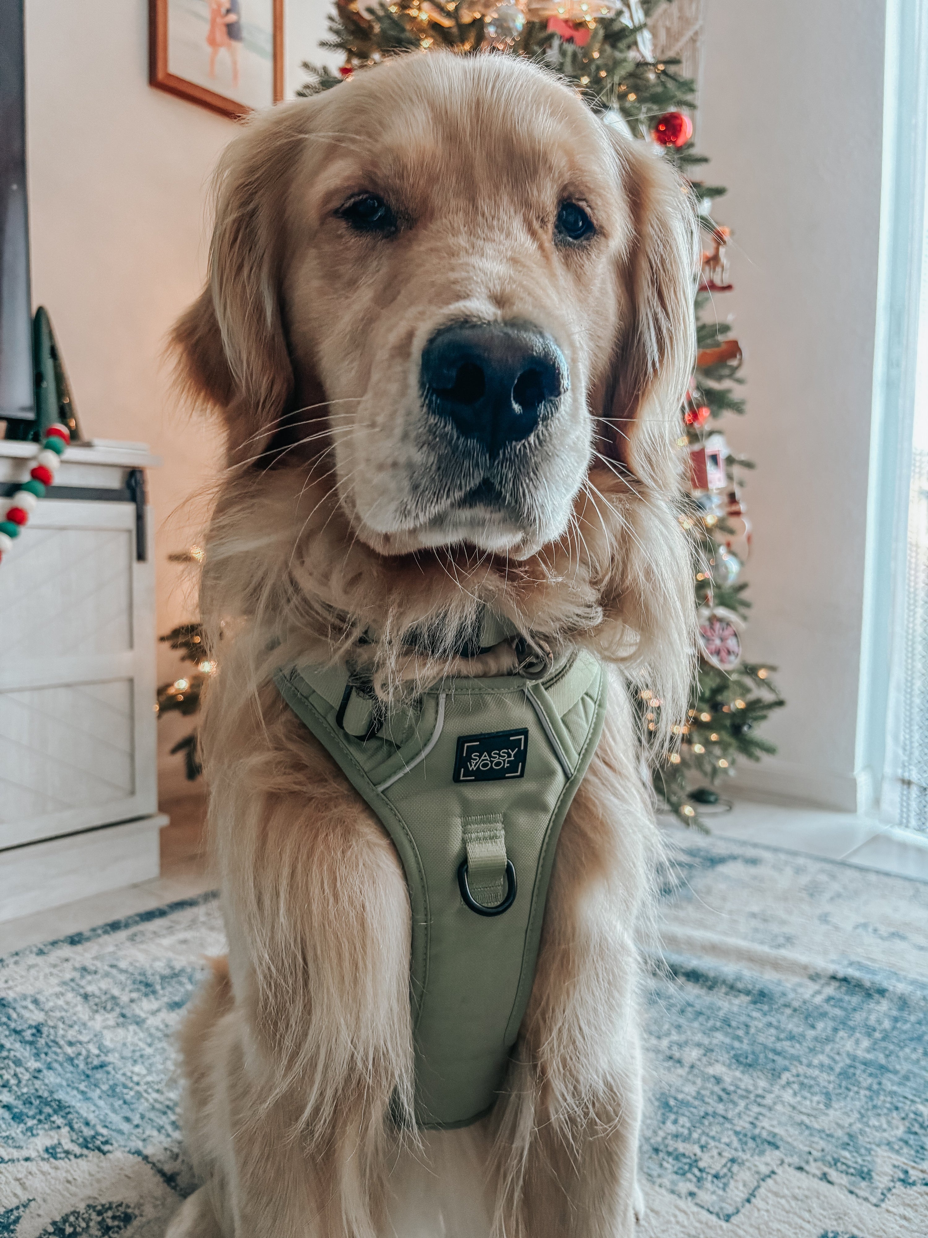 Dog Step-in Harness - Matcha
