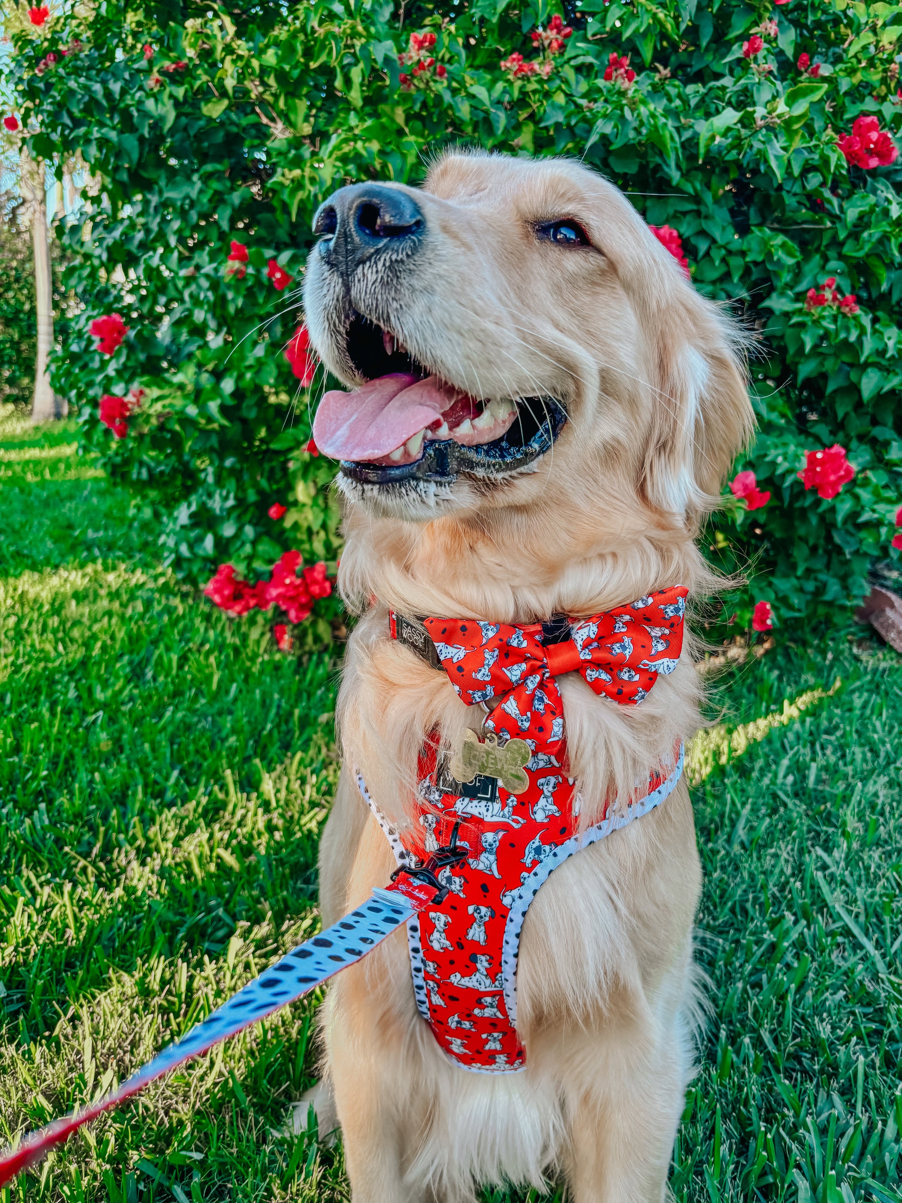 Dog Adjustable Harness - Disneys 101 Dalmatians
