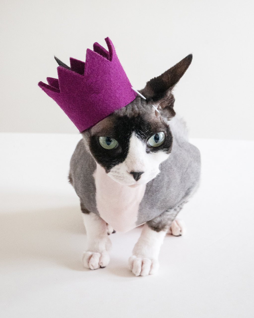 BRIGHT PARTY CROWNS | HT Animal Supply