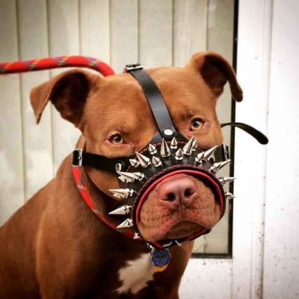 Bestia Danger Leather Dog Muzzle