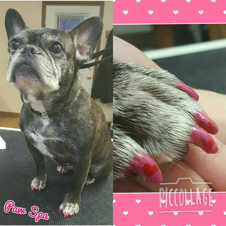 Polish Pen Bundle - Basics