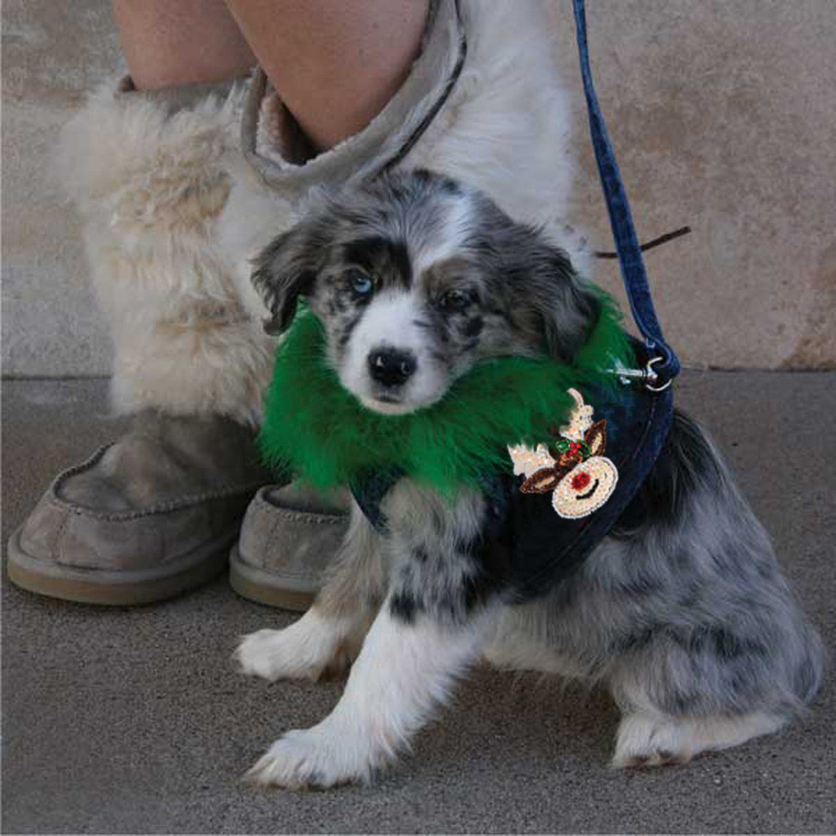 The Hollywood Boa Collars (Harness Vest Sold Separately)