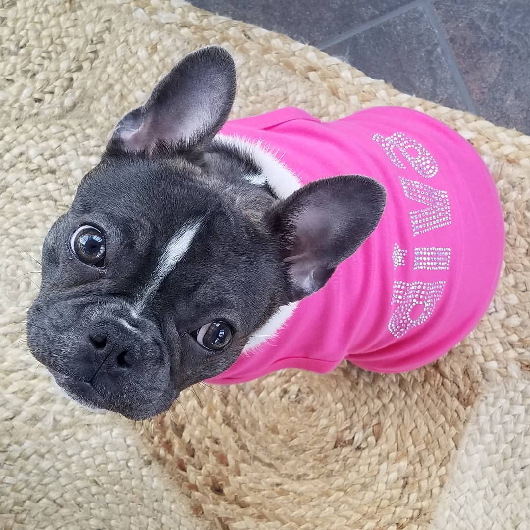 Parisian Pet Diva Dog T-Shirt-Pink