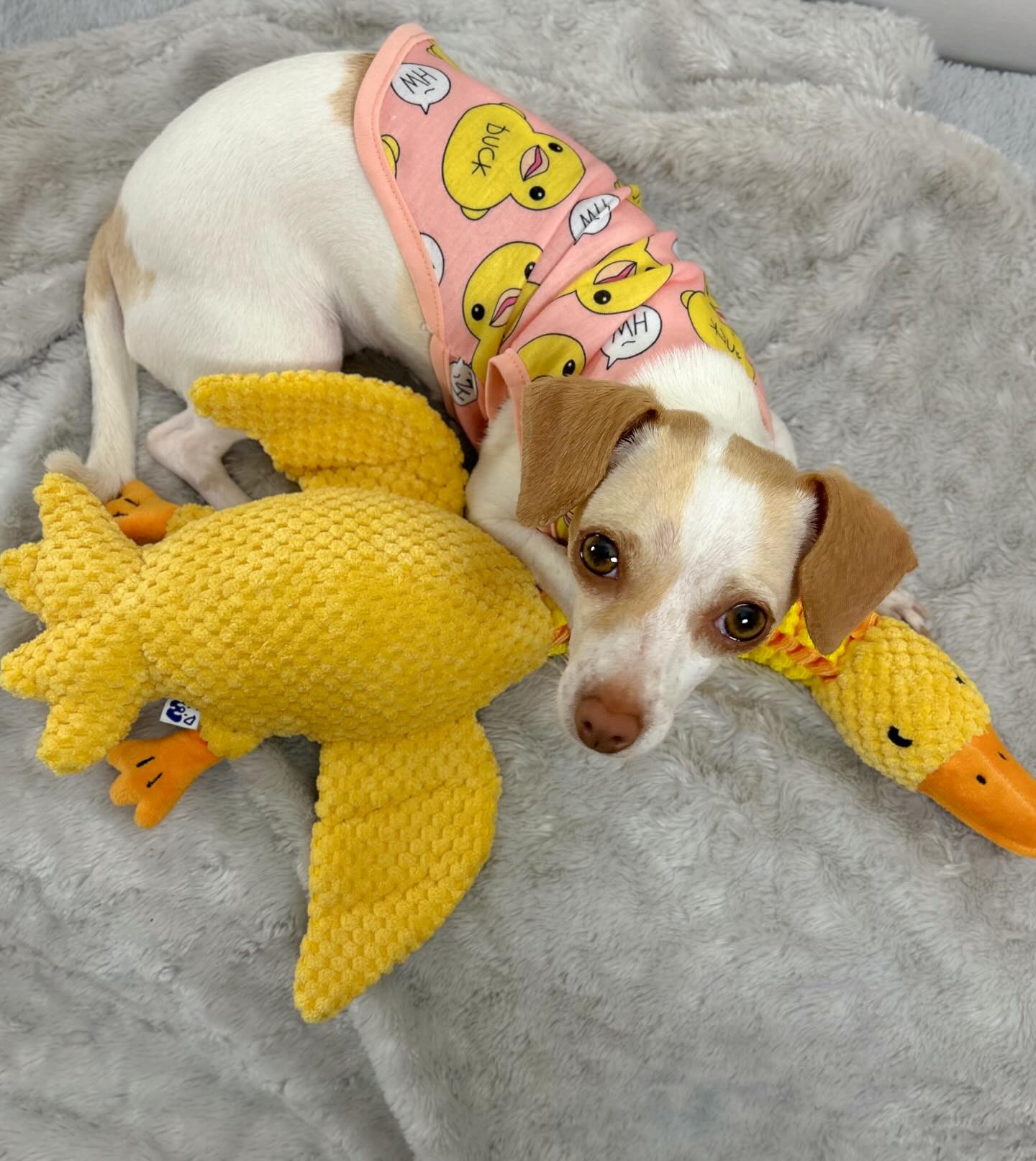 DUCK NECK INTERACTIVE DOG TOY