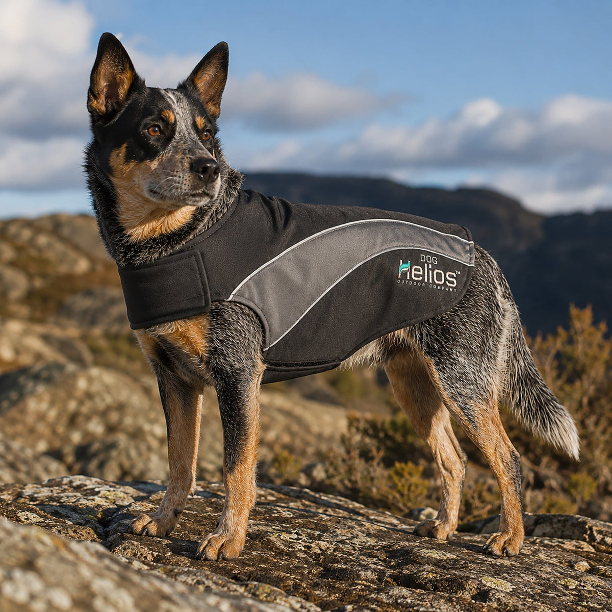 Dog Helios Octane Reflective Soft-Shell Neoprene Performance Dog Coat | HT Animal Supply