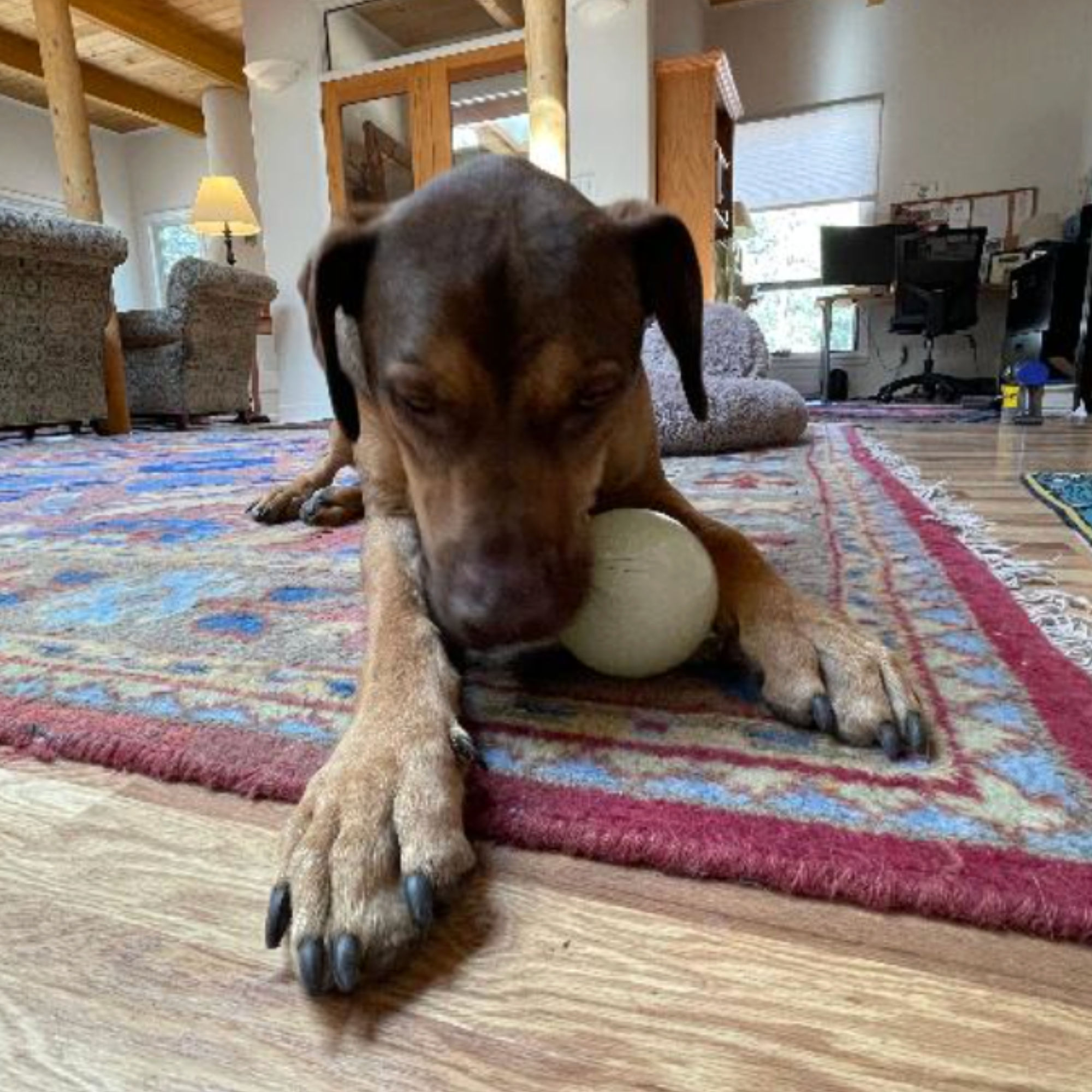 Farm To Pet Dog Treat Dispensers