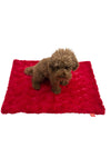 Blanket, Bella Red