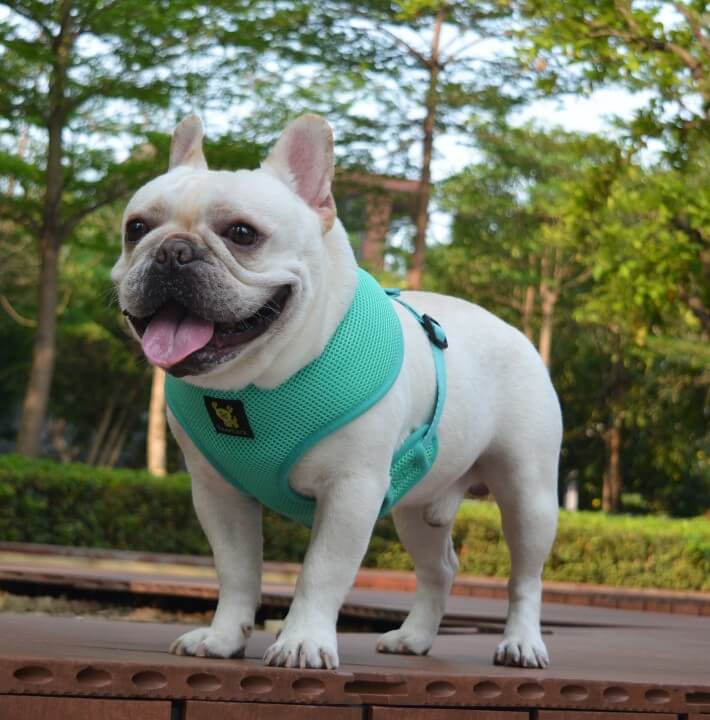 EcoBark Mint Turquoise Dog Harness - Over-the-Head Soft Mesh Vest Halter for Small to Medium Dogs