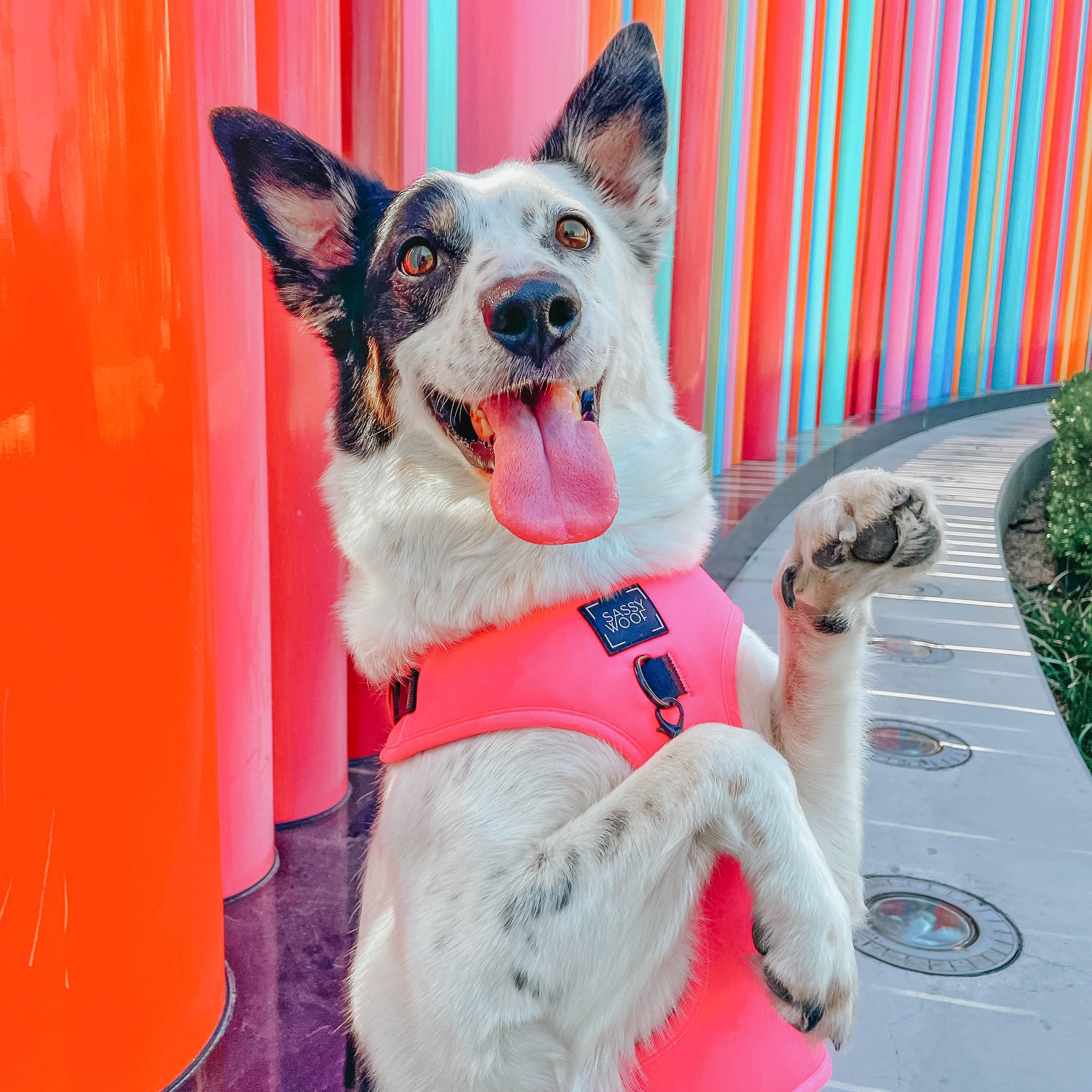 Dog Adjustable Harness - Neon Pink
