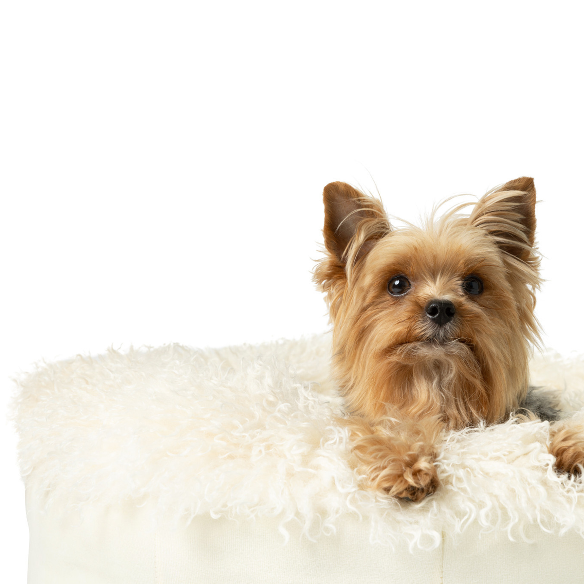 PupPoufLuxe Faux Fur Donut Dog Bed Plush Sheep Ivory