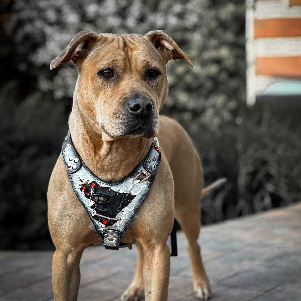 Bestia Dragons Eye Limited Edition Leather Dog Harness
