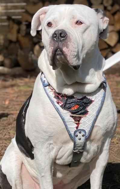 Bestia Dragons Eye Limited Edition Leather Dog Harness