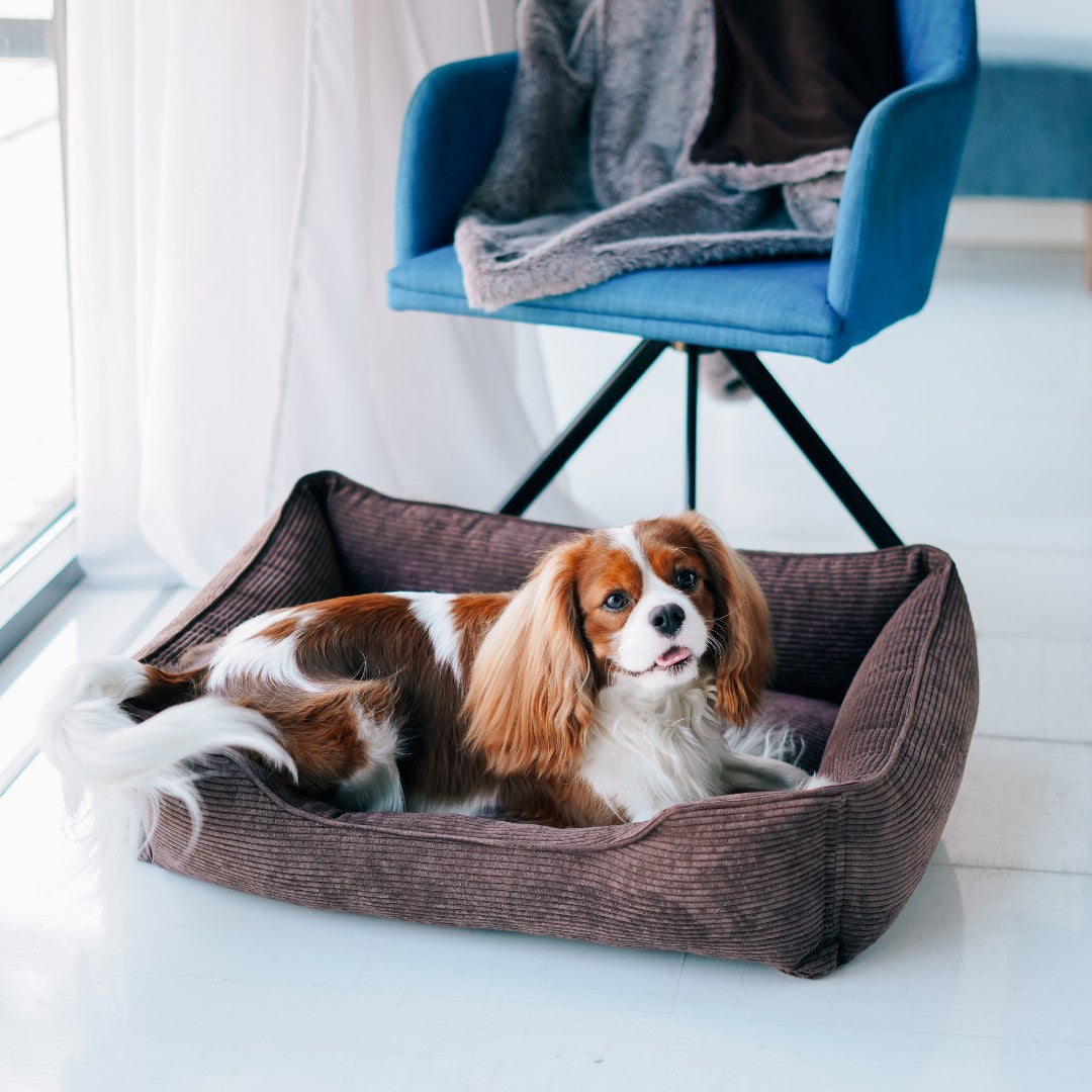 Corduroy Dog Bed Dreamer