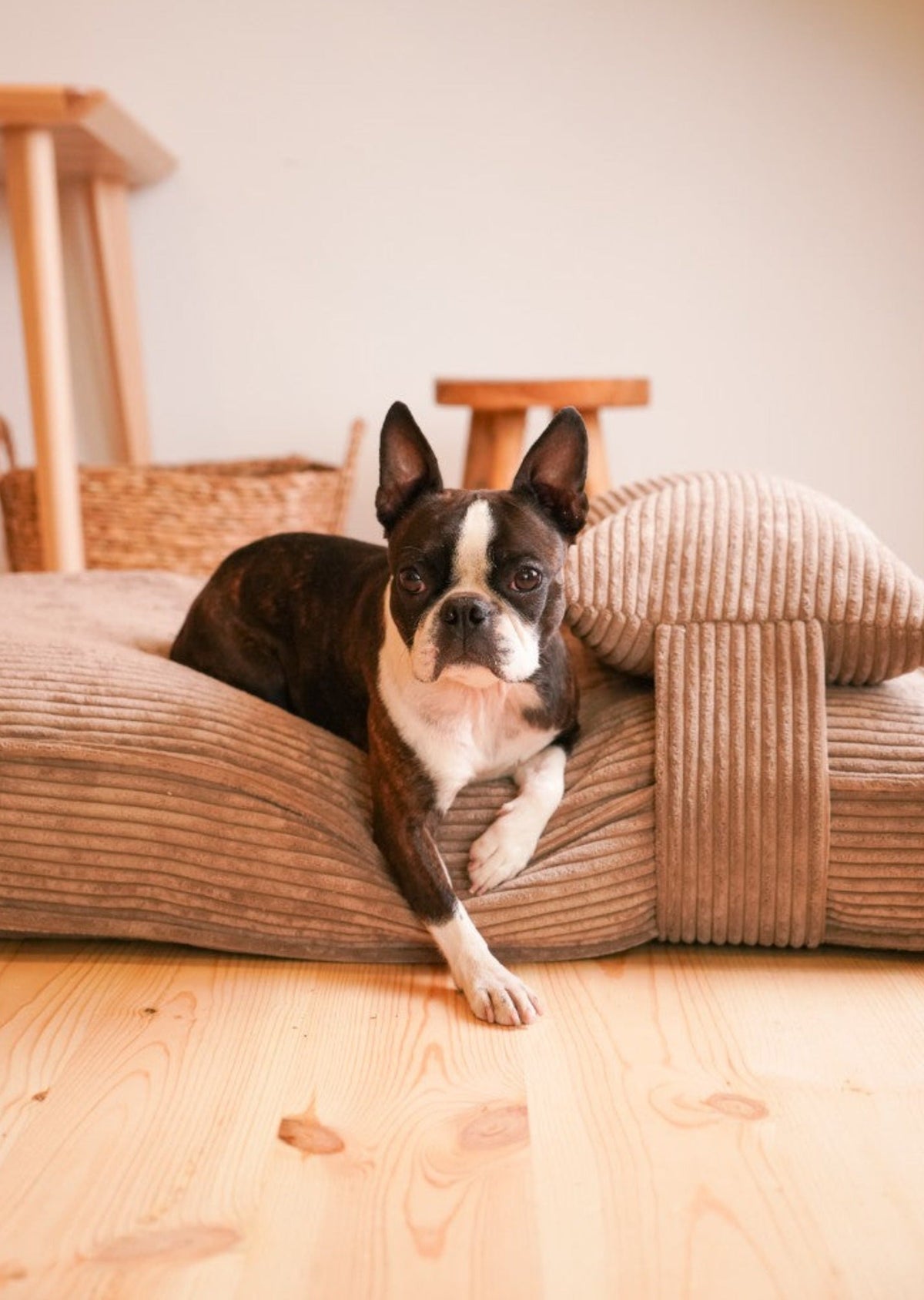 Memory Foam Dog Bed