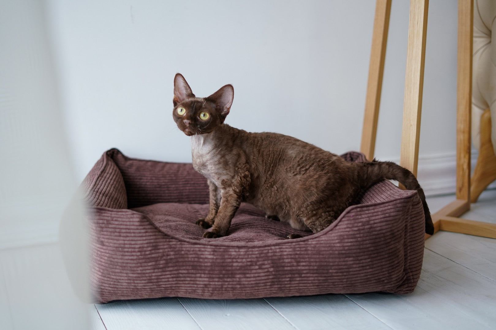Corduroy Cat Bed Dreamer