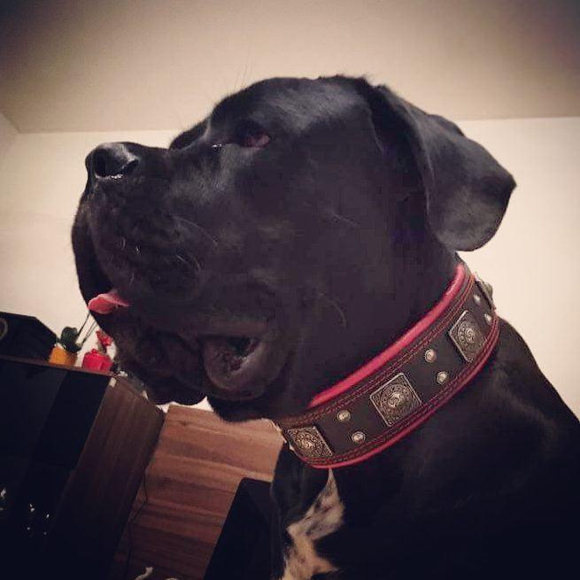 Bestia Eros 2.5-Inch Wide Black & Red Leather Dog Collar