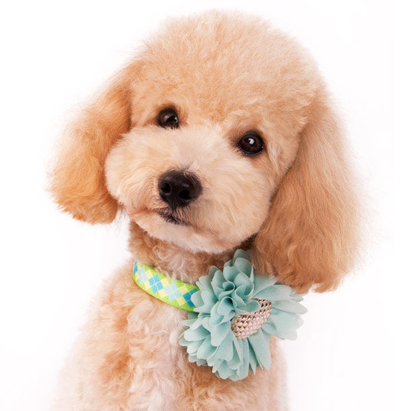 DOGO EasyBOW Flower 1 Dog Collar Flower Bow