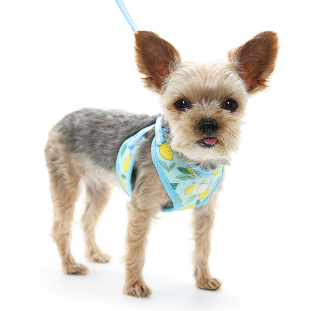 DOGO EasyGO Lemon Dog Harness and Leash Set