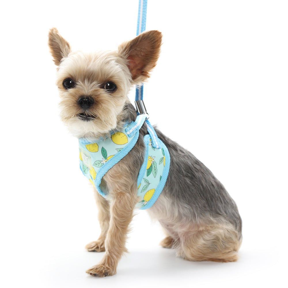 DOGO EasyGO Lemon Dog Harness and Leash Set