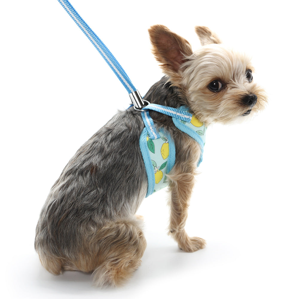 DOGO EasyGO Lemon Dog Harness and Leash Set