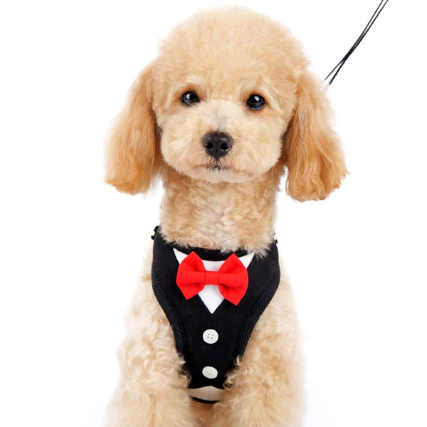 DOGO EasyGO Bow Tie Dog Harness and Leash Set