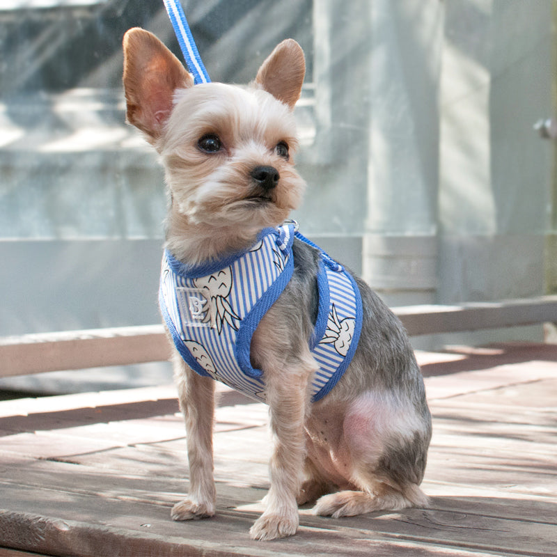 DOGO EasyGO Pineapple Stripe Dog Harness and Leash Set