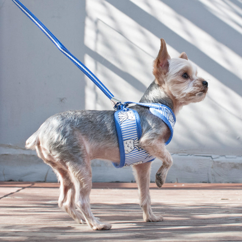 DOGO EasyGO Pineapple Stripe Dog Harness and Leash Set
