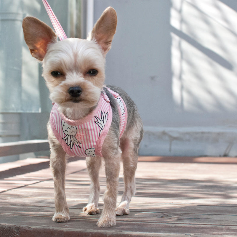 DOGO EasyGO Pineapple Stripe Dog Harness and Leash Set