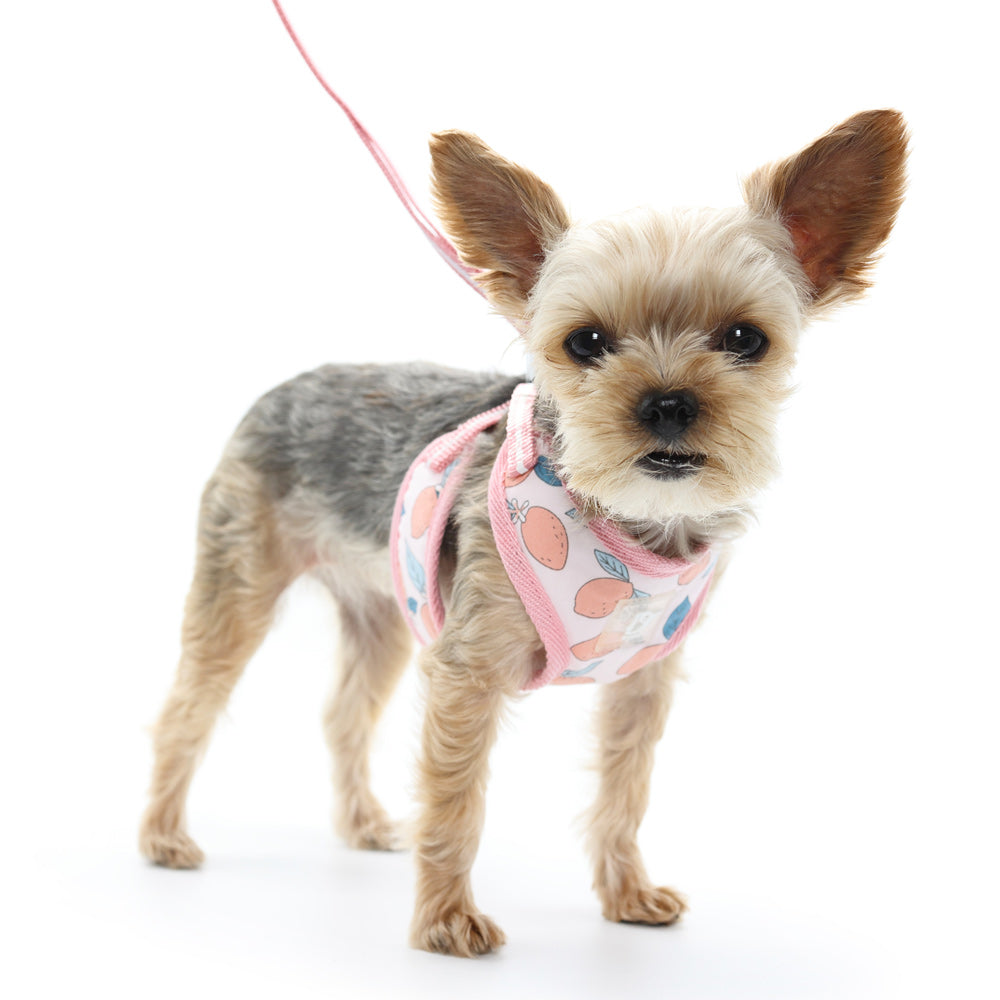 DOGO EasyGO Lemon Dog Harness and Leash Set