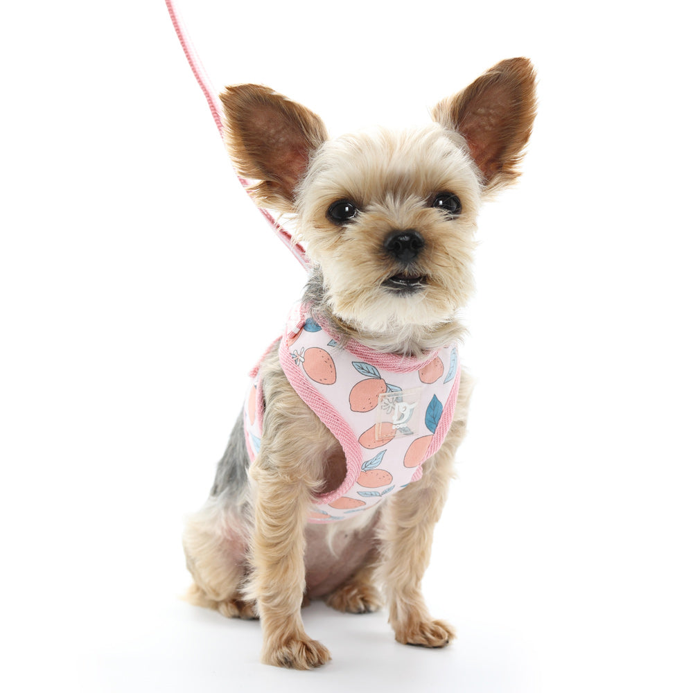DOGO EasyGO Lemon Dog Harness and Leash Set