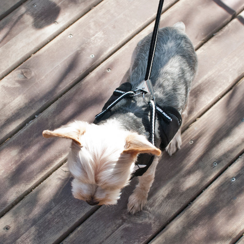 DOGO EasyGO Soccer Dog Harness and Leash Set