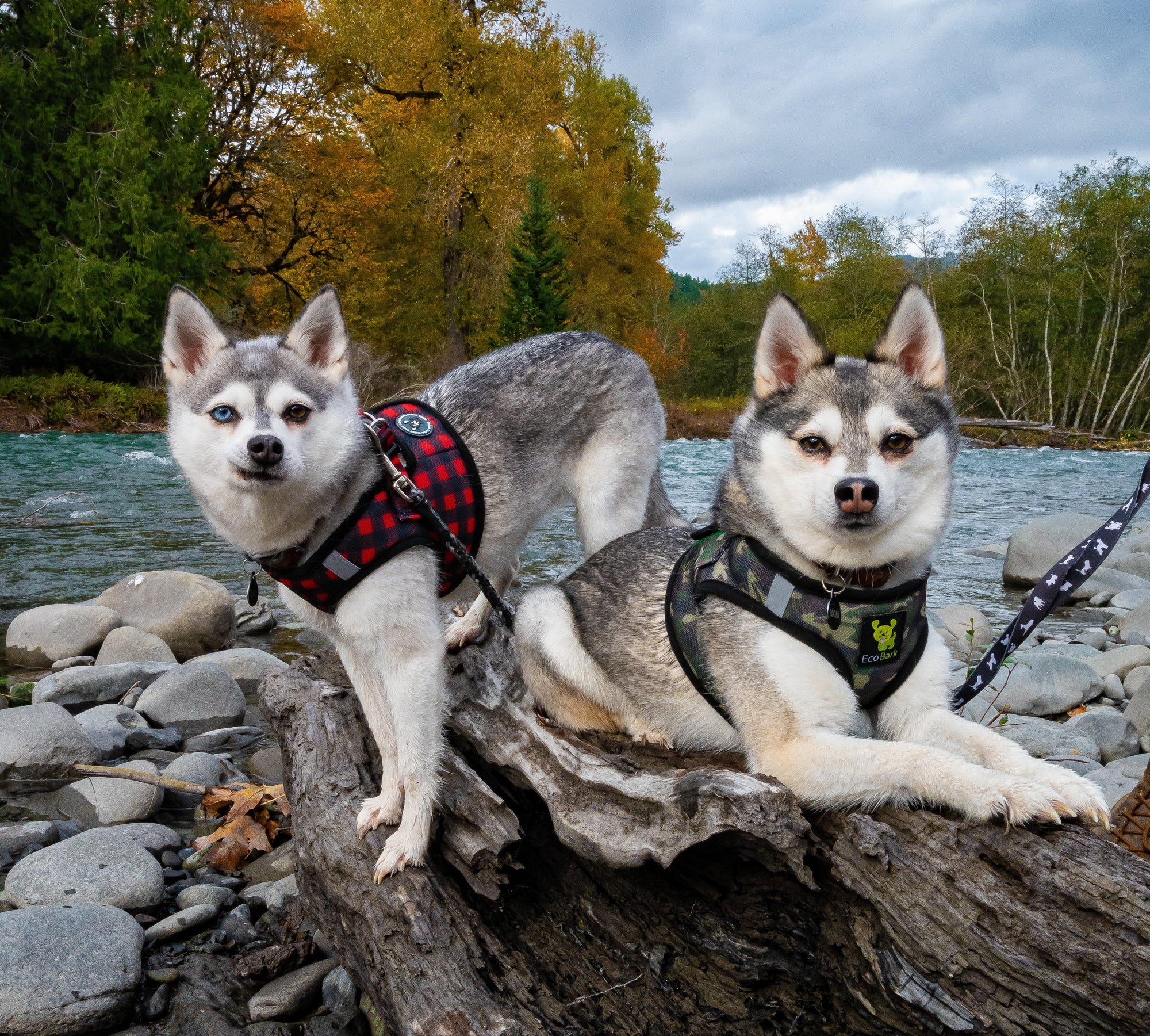 EcoBark Step In Dog Harness - Teacup & Small Breeds- Reflective Soft Mesh Harness for Teacup, Small Dogs and Puppies / Buffalo Plaid