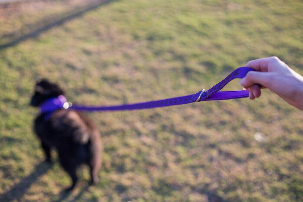 EcoBark Purple Dog Leash- Padded Comfort Grip Leash Dog Pattern - 4ft, 5ft, and 6ft  for XS, Small, and Medium Dogs