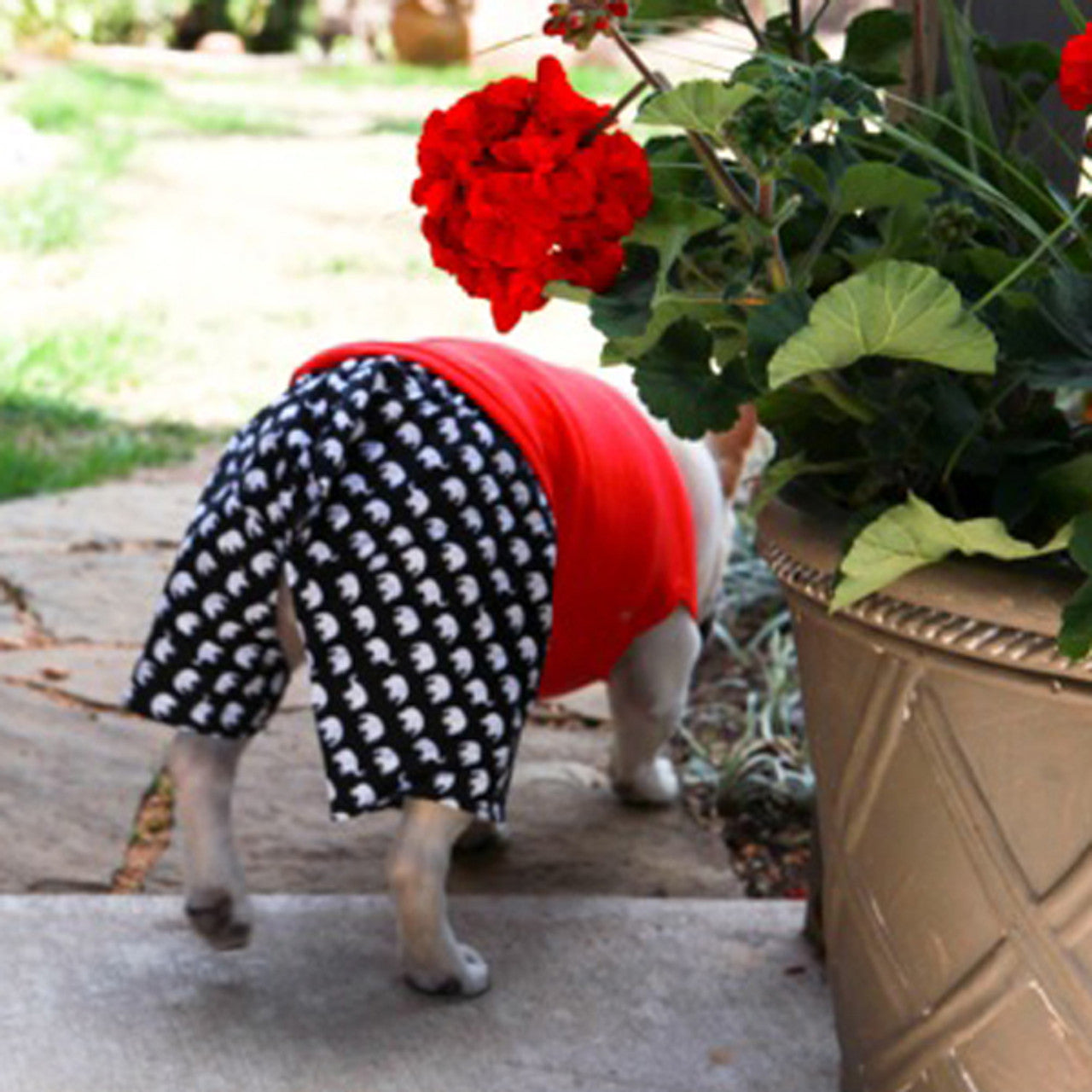 Boxer Shorts for Dogs - Elephant