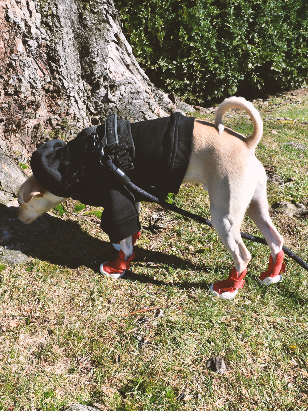 RIFRUF Caesar 1 Dog Sneakers Raspberry