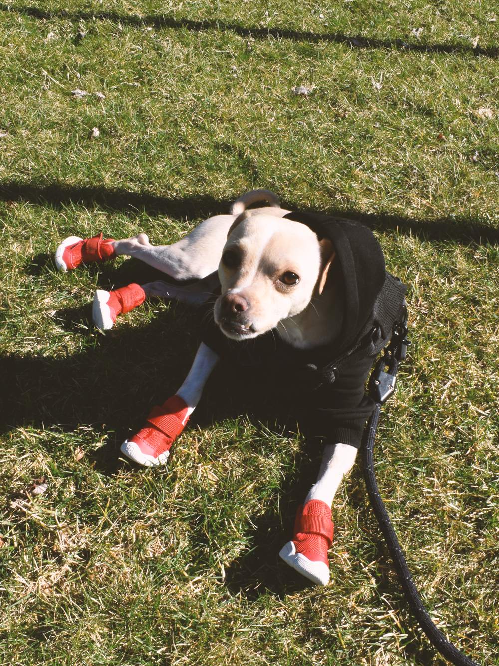 RIFRUF Caesar 1 Dog Sneakers Raspberry
