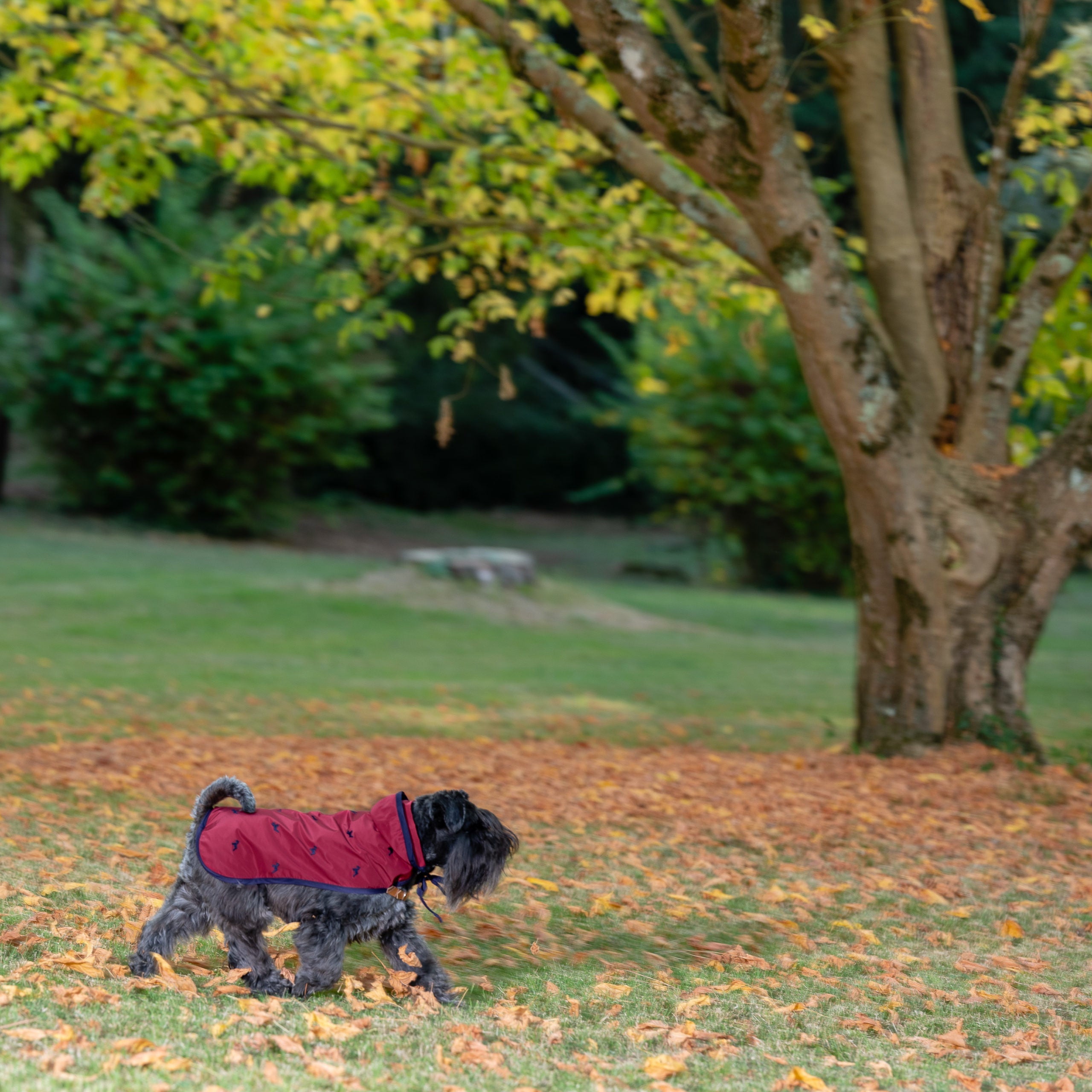 Currant Raincoat