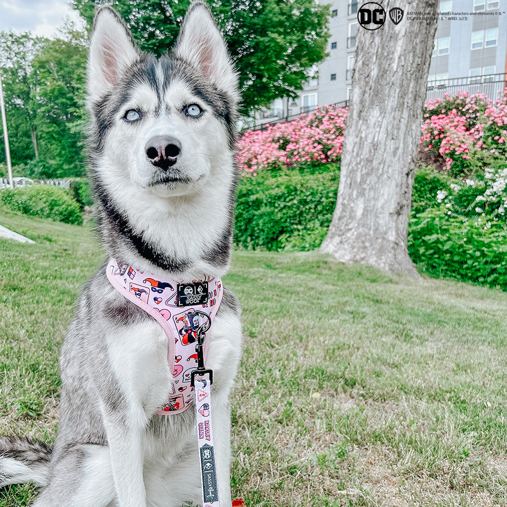 Dog Adjustable Harness - Harley Quinn™