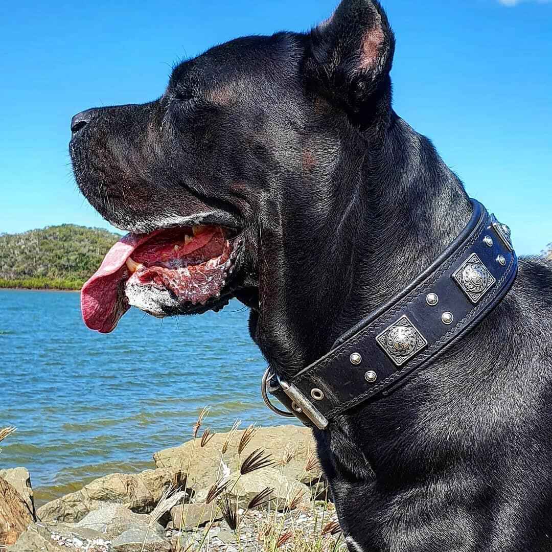 Bestia All Black Eros 2.5-Inch Wide Leather Dog Collar
