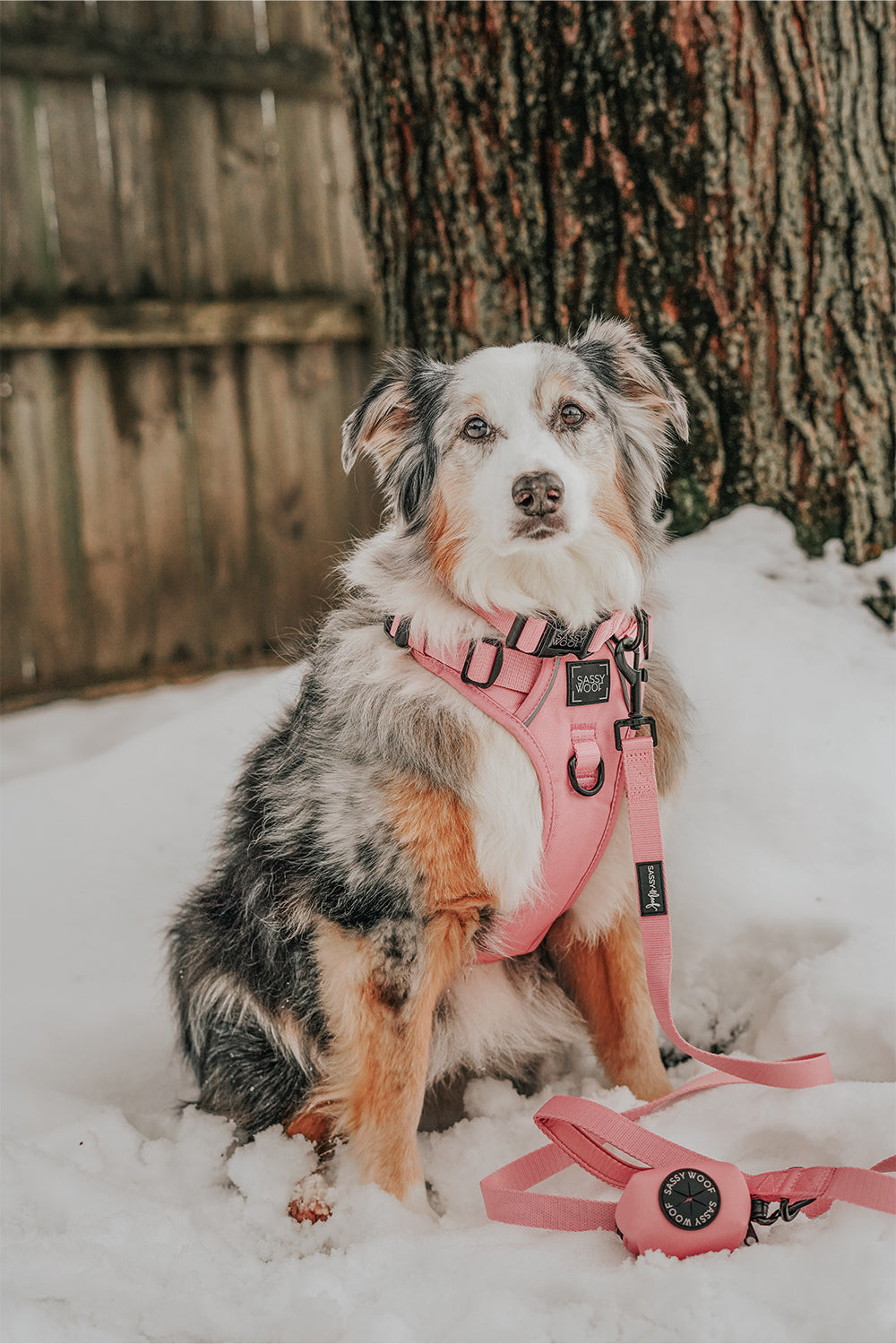 Dog Collar - Dusty Rose